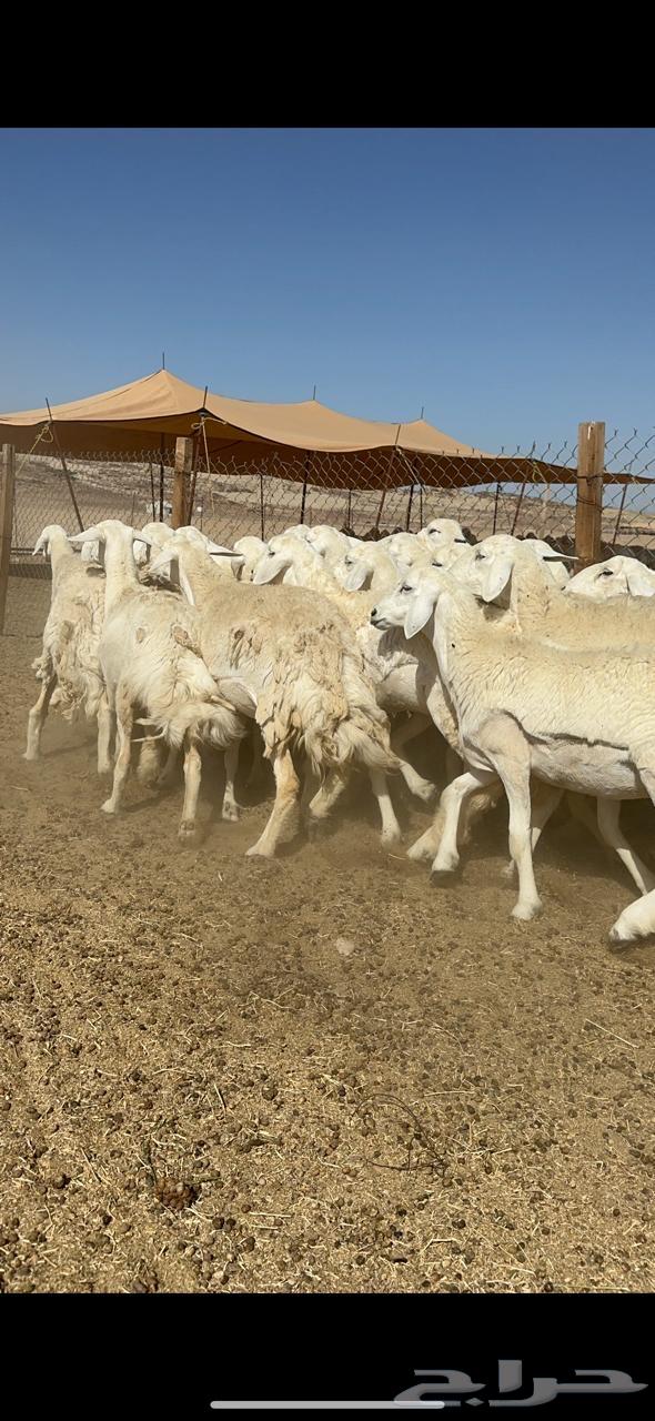 Free sheep breed Rakhai number 3363082267842562112