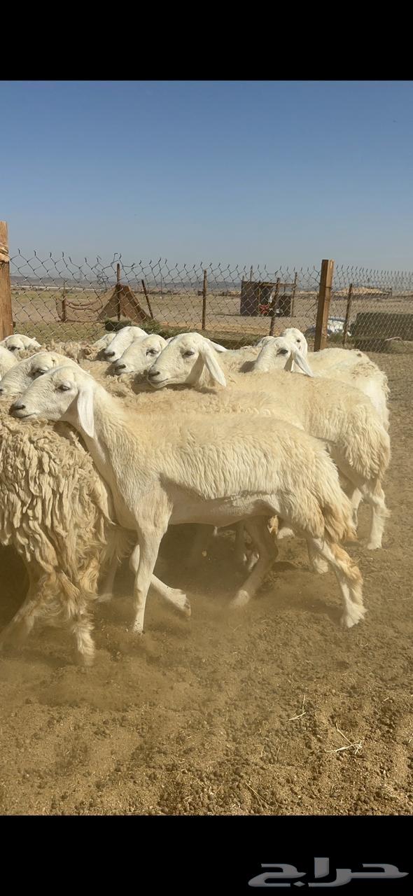 Free sheep breed Rakhai number 3363082267842562113
