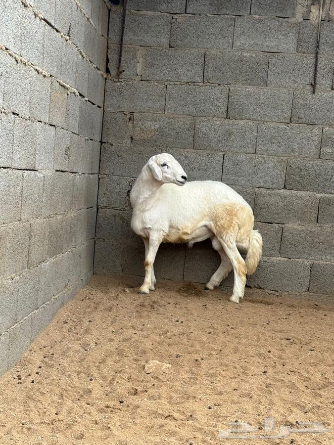Massacres of the Rabies in Asir63083039952898114