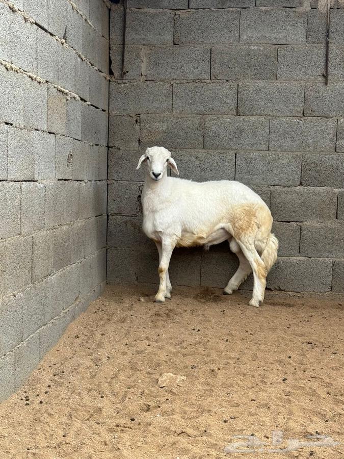 Massacres of the Rabies in Asir63083039952898113