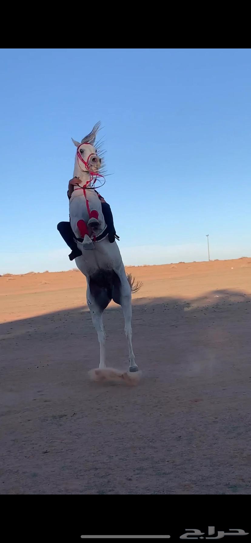 Popular Sheikh Horse63081860532099111