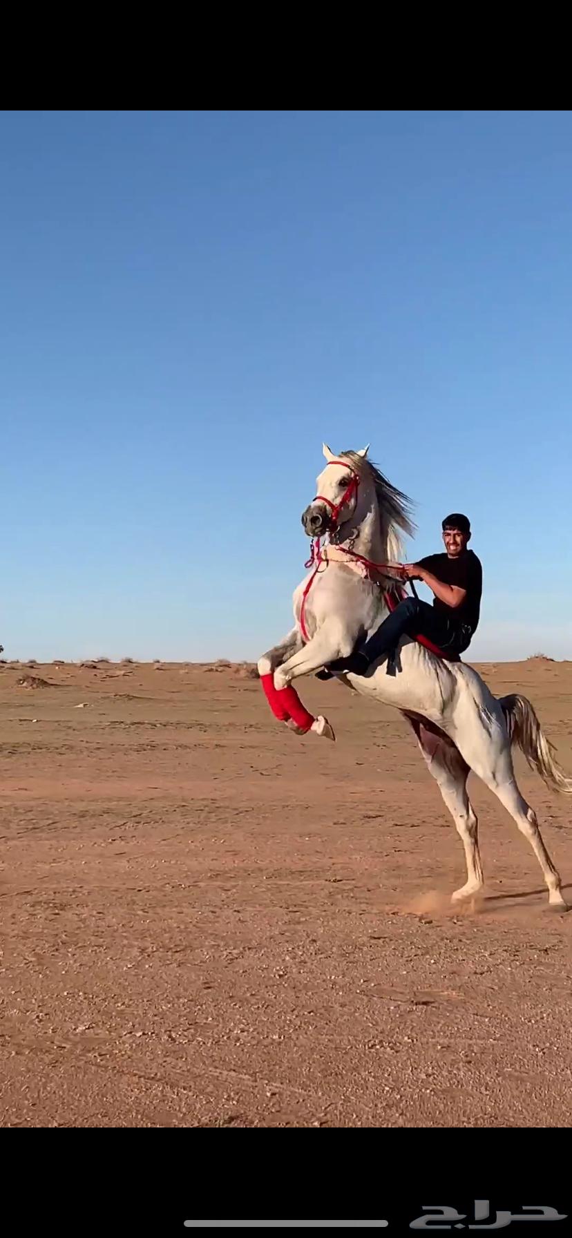 Popular Sheikh Horse63081860532099112