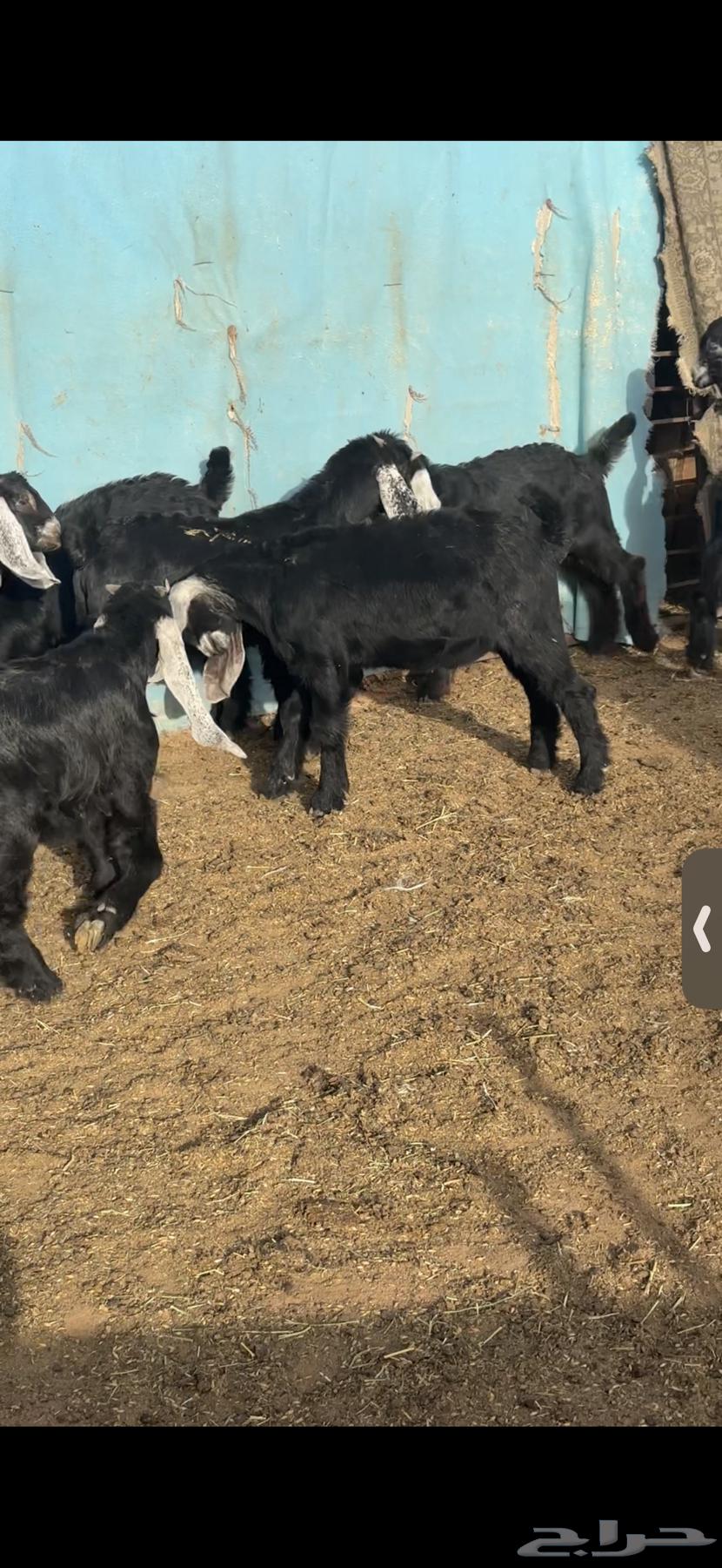 For sale: 11 male goats, closed (castrated), fat, and condition is clean. Age three and a half months.63082304039554111