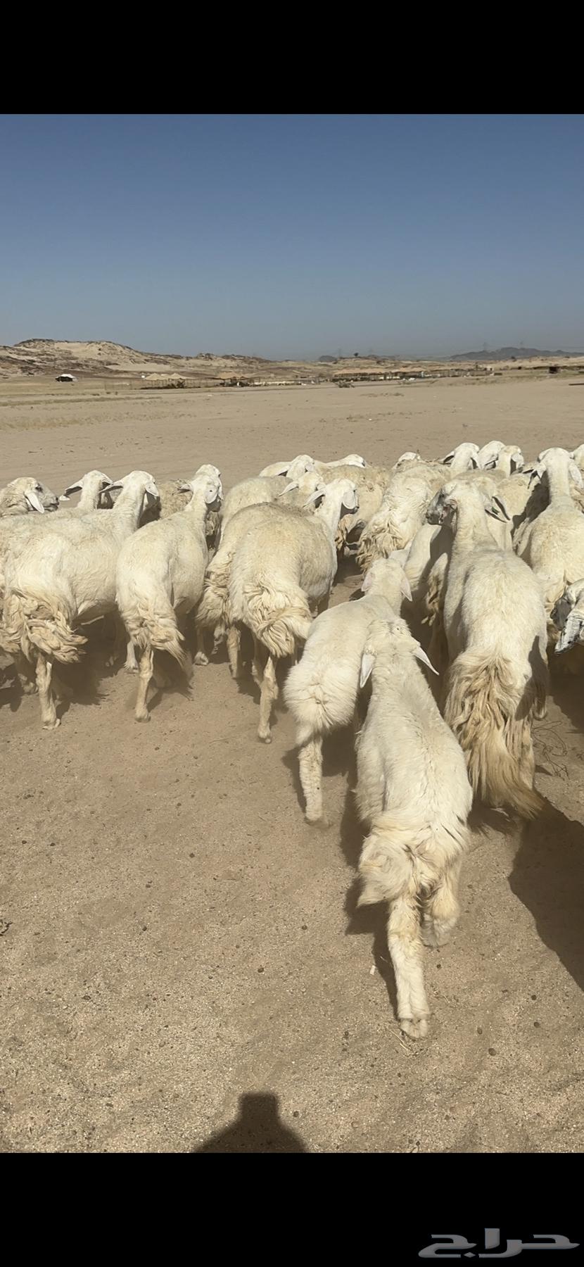 Sheep freedom forest ownership them 62 under them 6163083058429058113