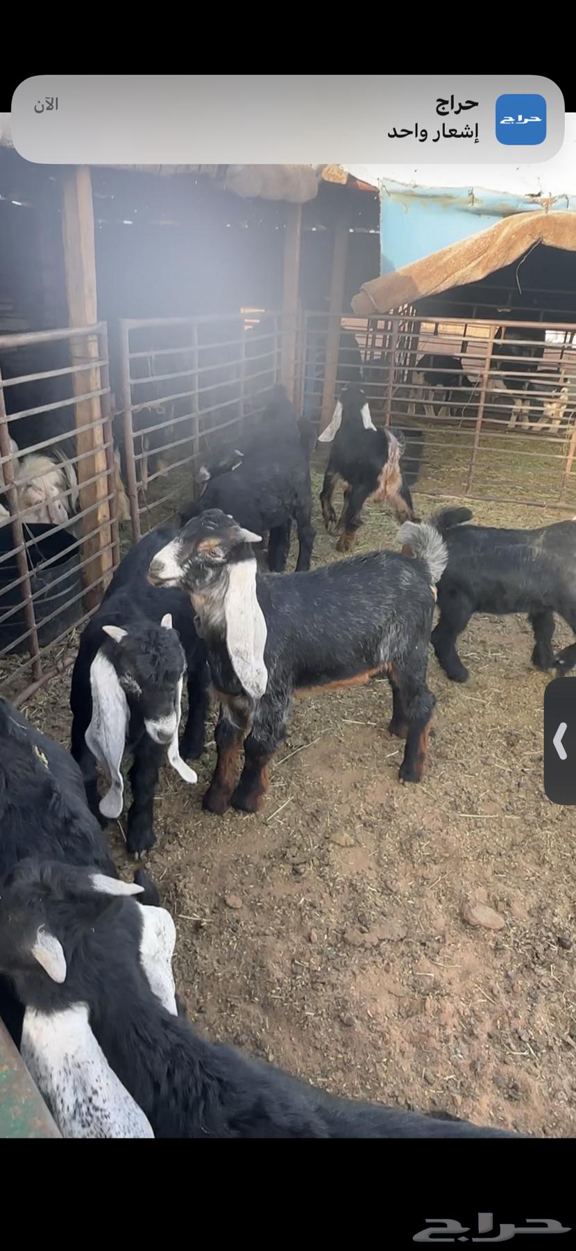 For sale: 11 male goats, closed (castrated), fat, and condition is clean. Age three and a half months.63082304039554114