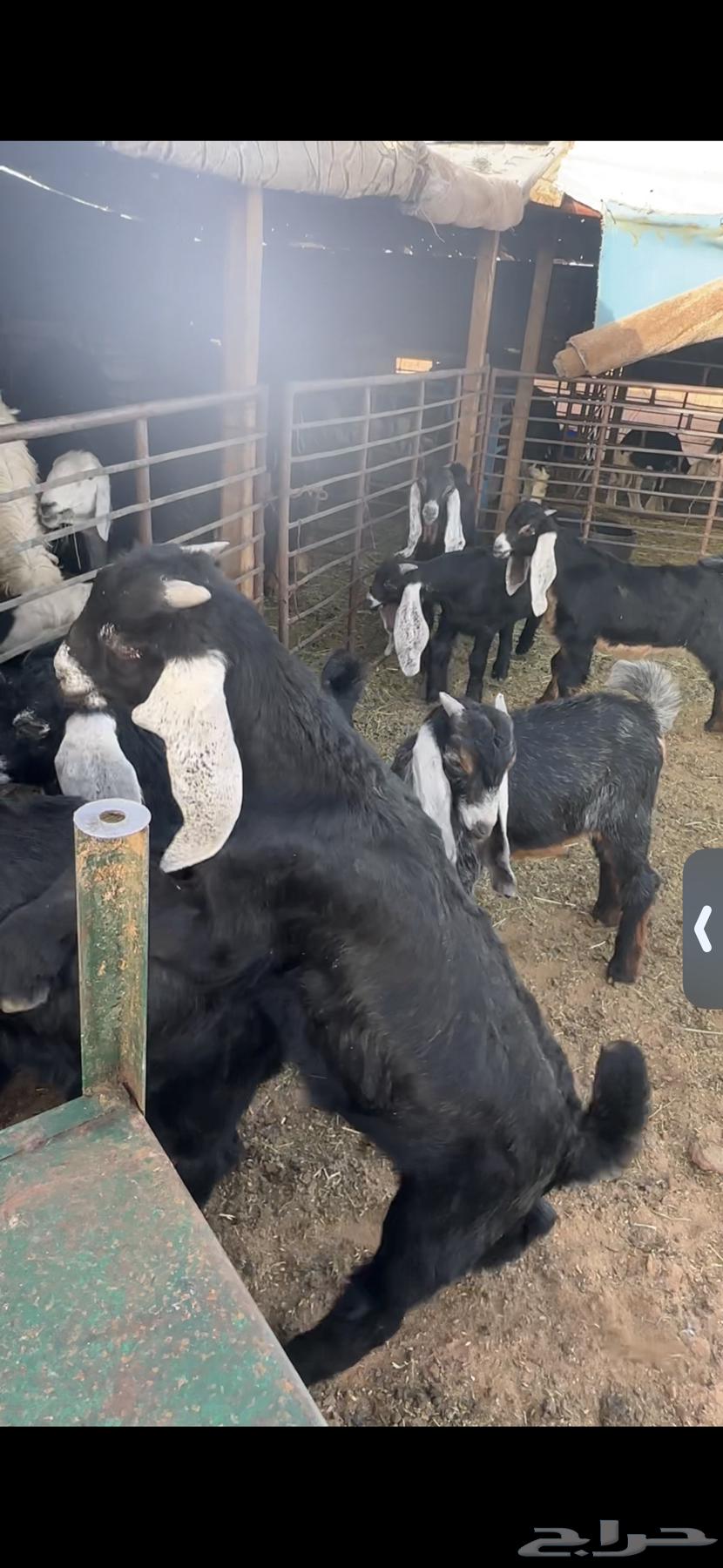 For sale: 11 male goats, closed (castrated), fat, and condition is clean. Age three and a half months.63082304039554113