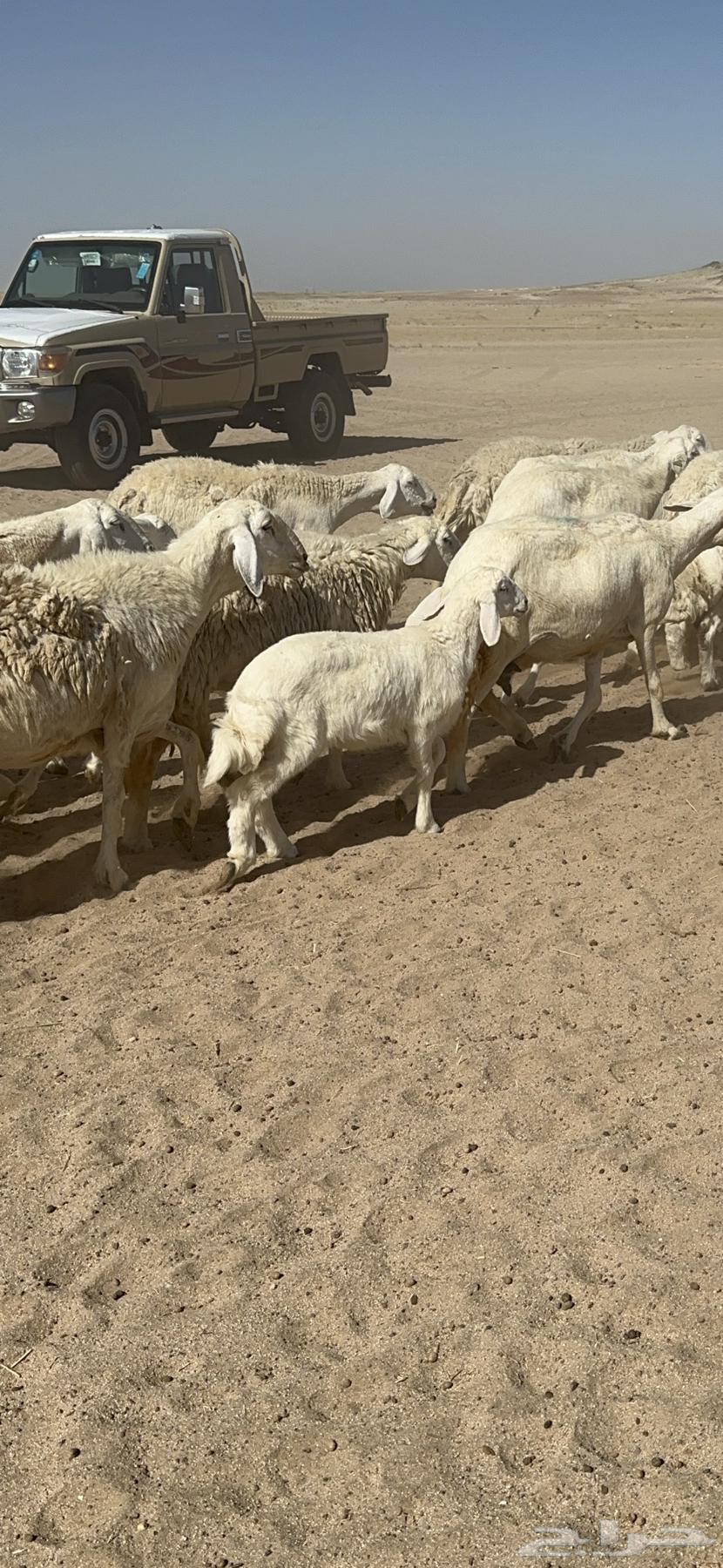 Sheep freedom forest ownership them 62 under them 6163083058429058112