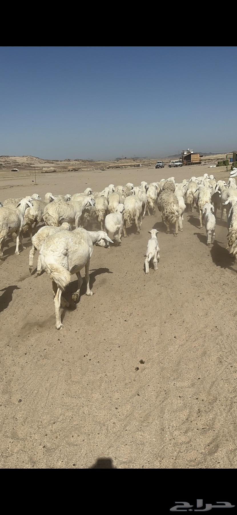 Sheep freedom forest ownership them 62 under them 6163083058429058111