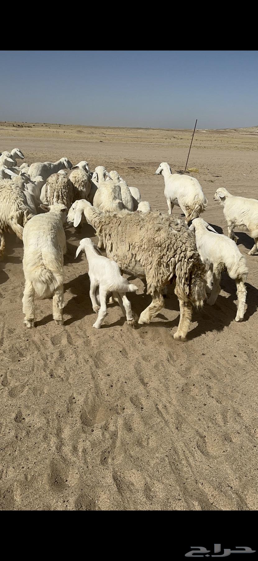 Sheep freedom forest ownership them 62 under them 6163083058429058112