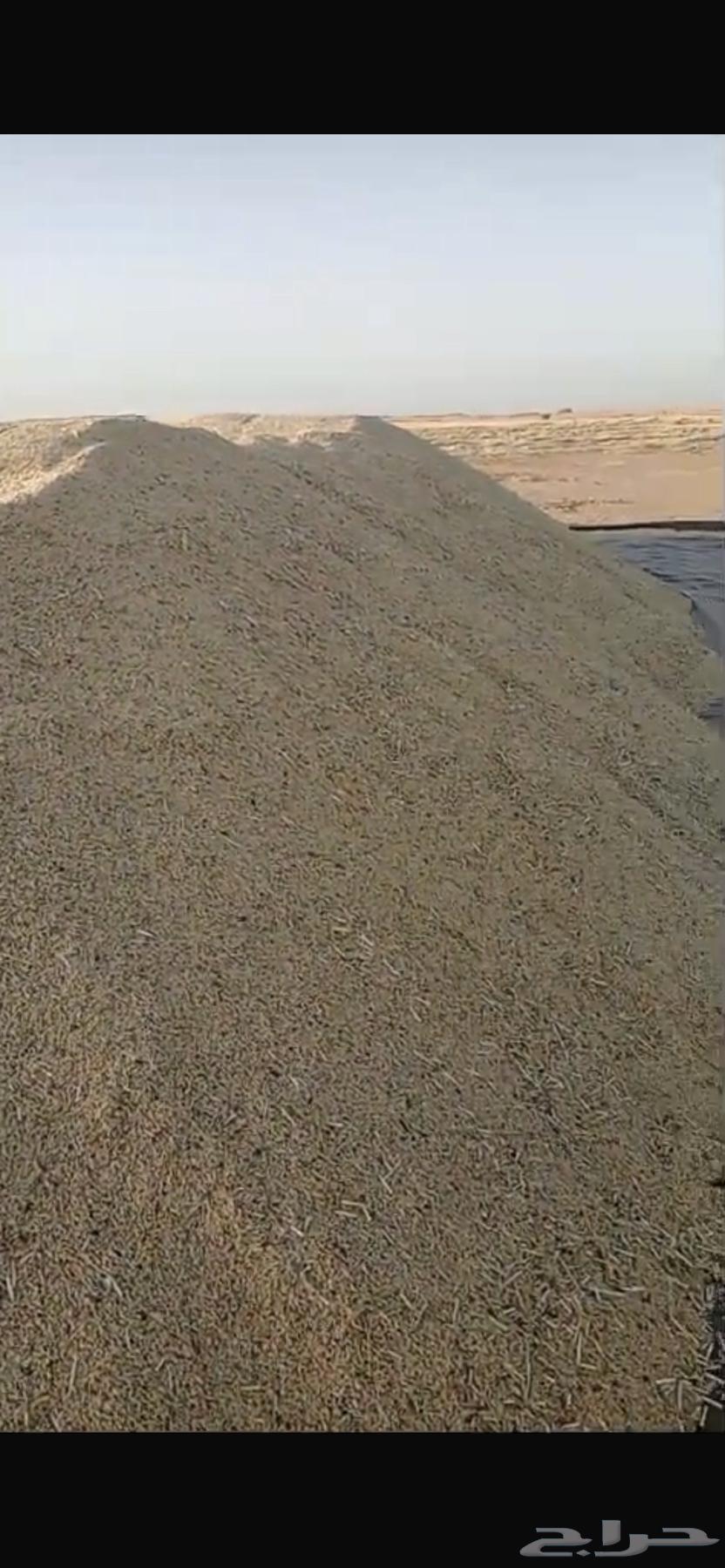 شعير سداسي للبيع 150 طن63082699608193111