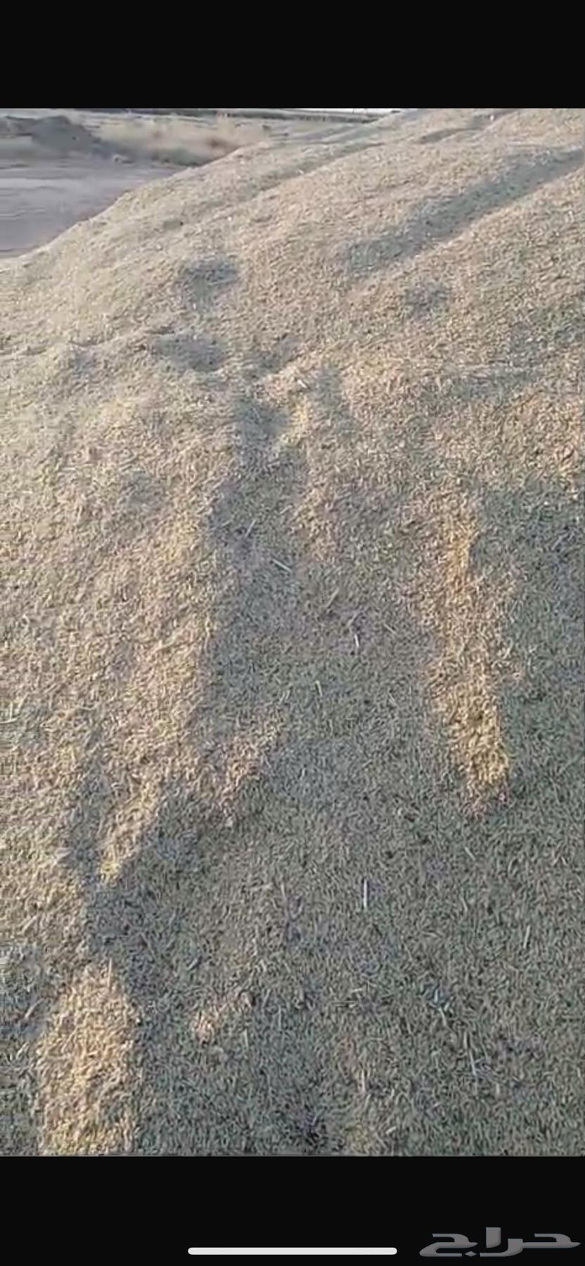 شعير سداسي للبيع 150 طن63082699608193112