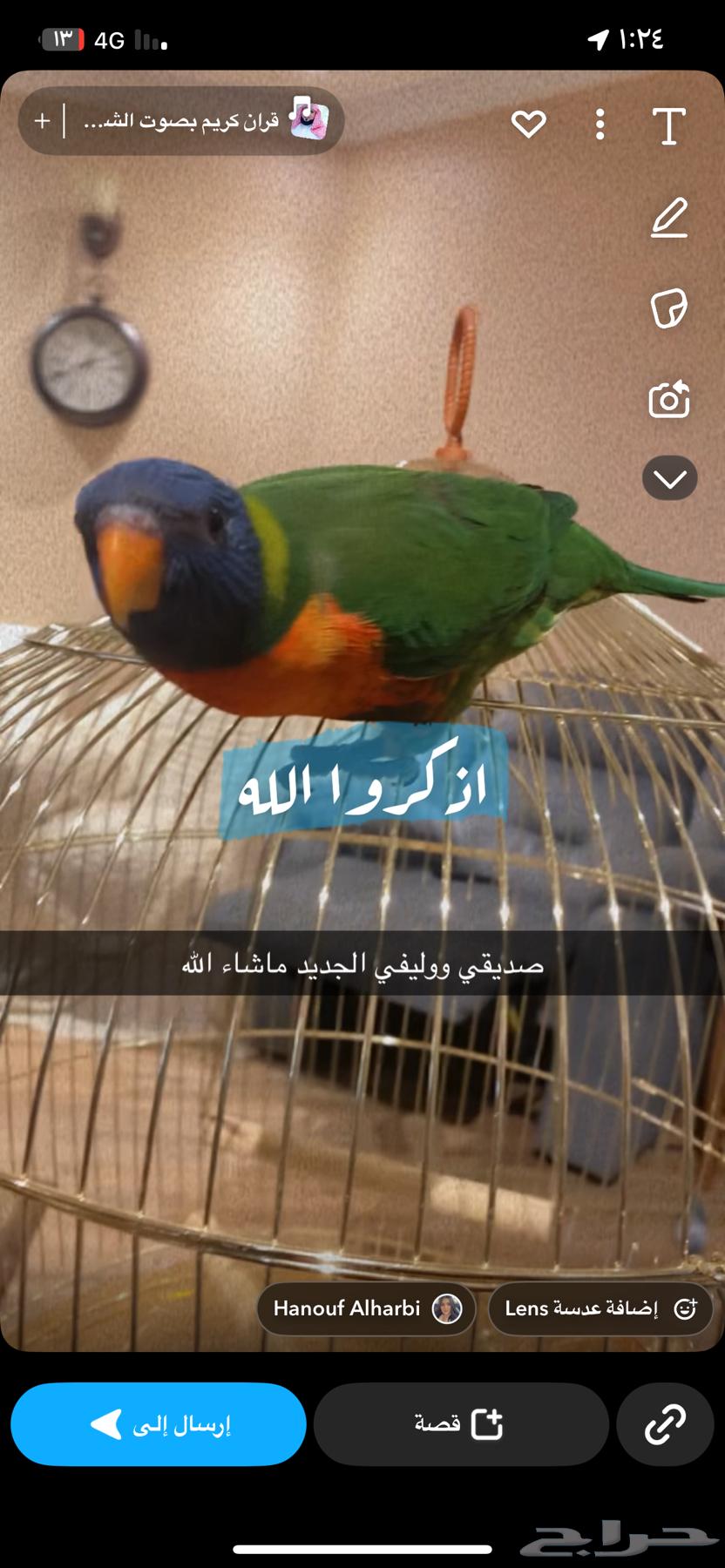 Lory parrot63083444551937118