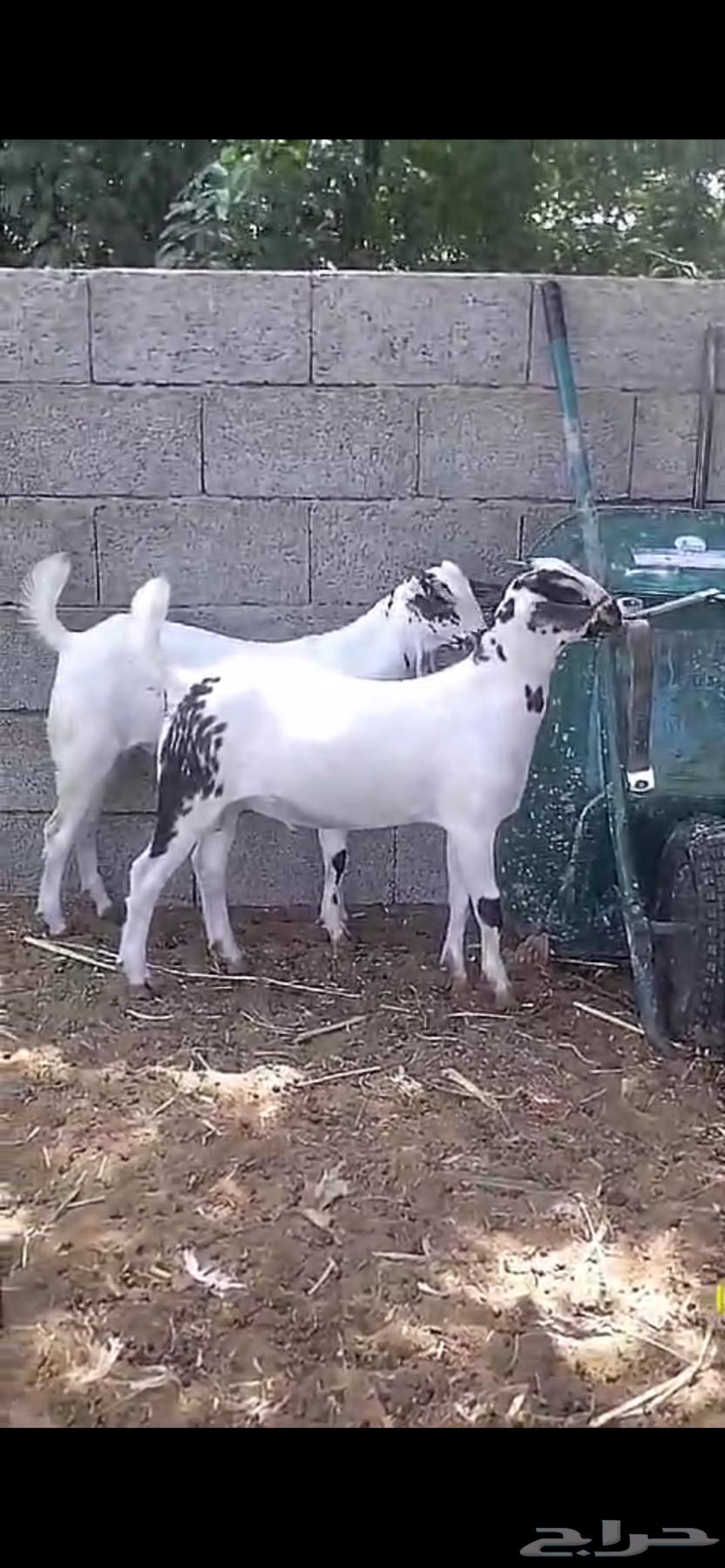 تم البيع تم البيع63084347056001111