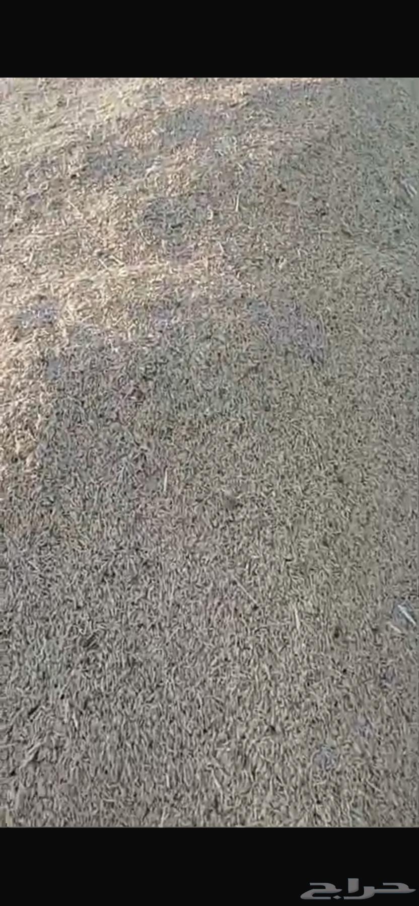 شعير سداسي للبيع 150 طن630826996081931114