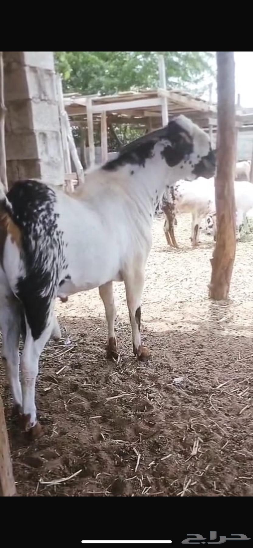 تم البيع تم البيع63084347056001114
