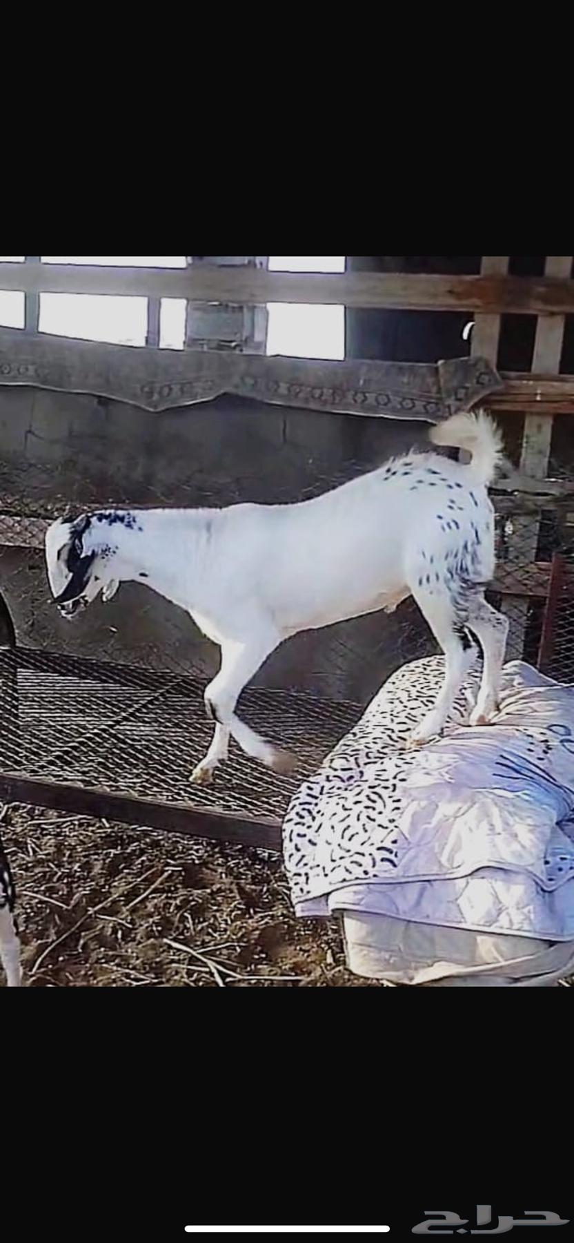 تم البيع تم البيع63084347056001112