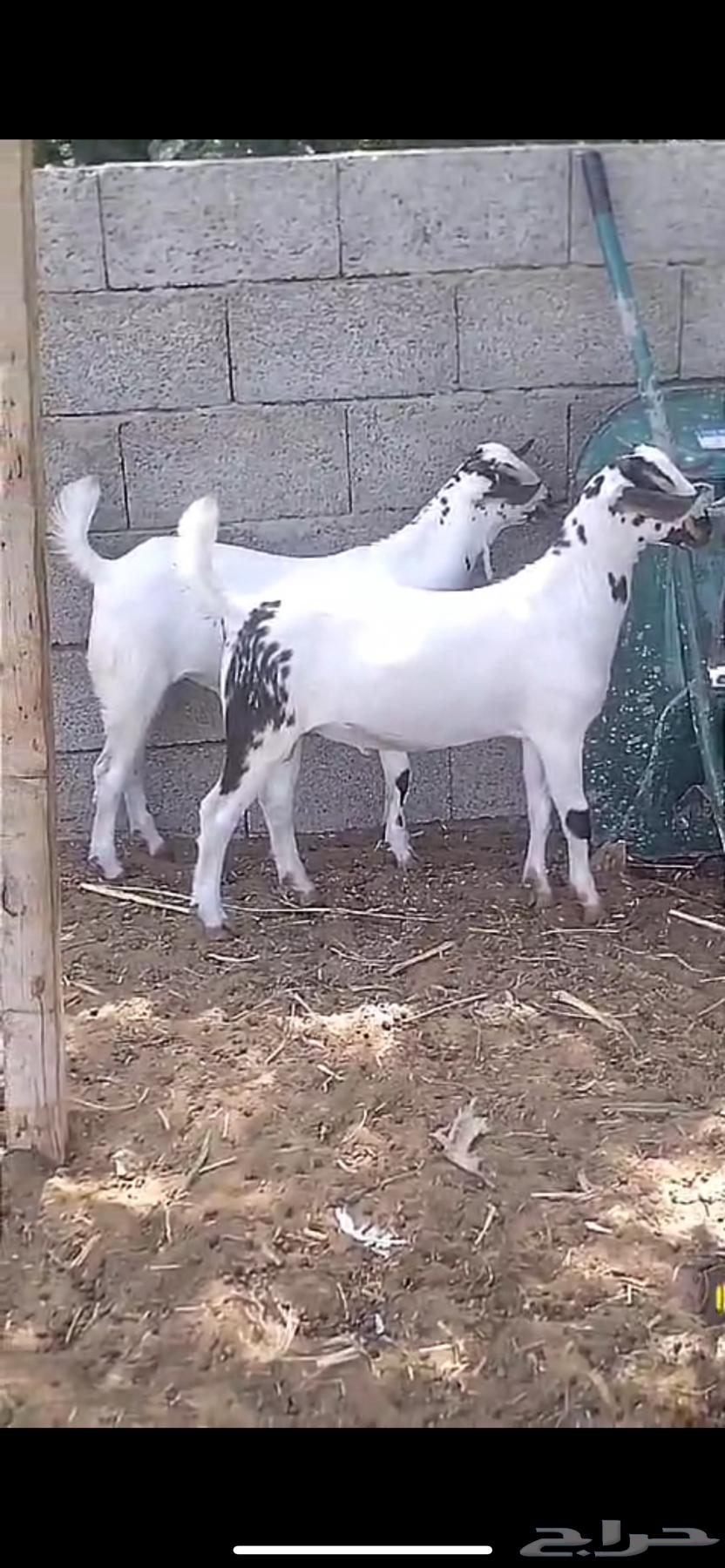 تم البيع تم البيع63084347056001112