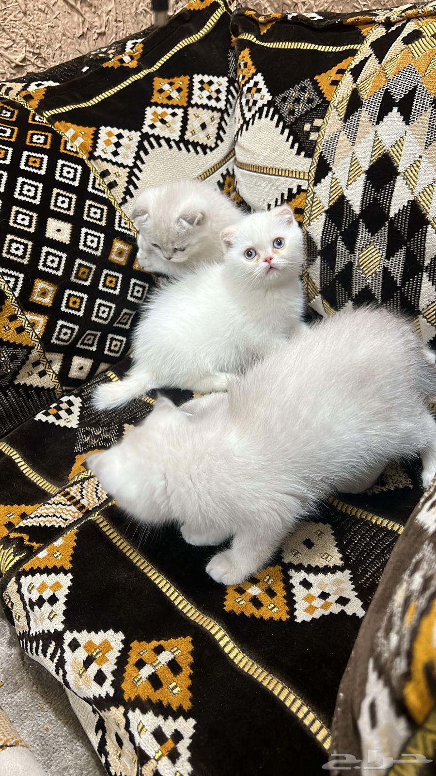 قطط سكوتش فولد وستريت عدد 463083053944323111