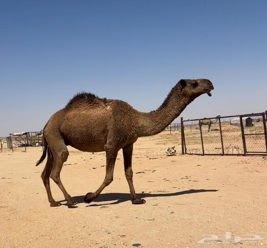 Behind him there were good zeros and a camel.63083058373507112