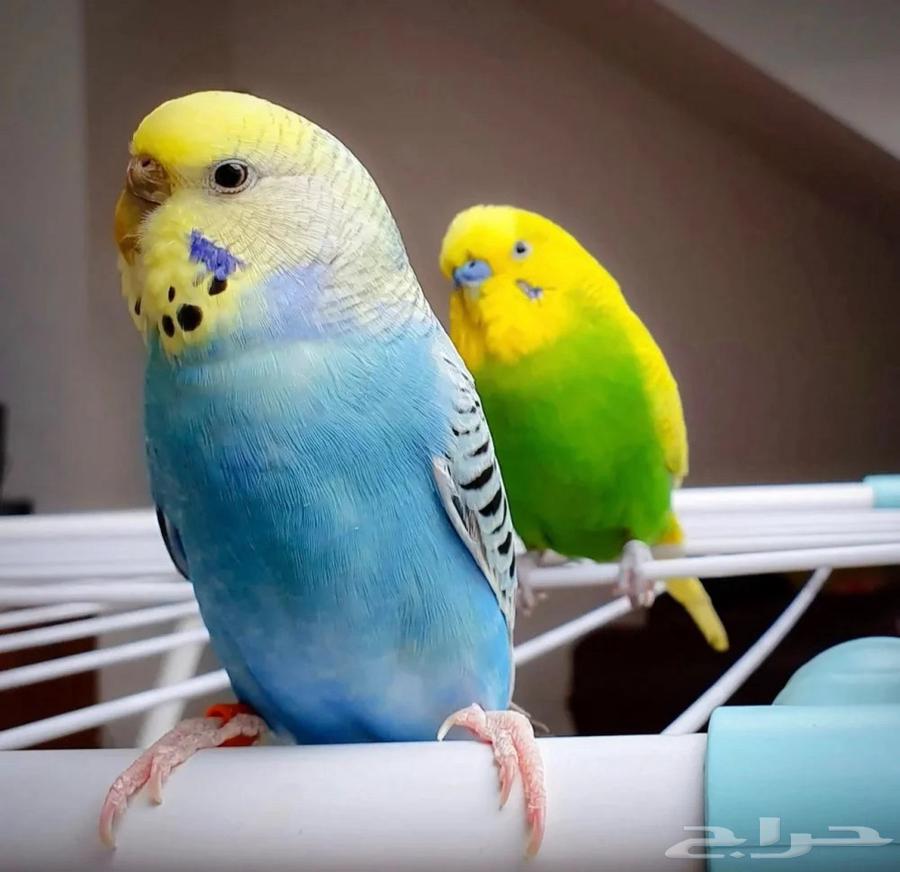 Birds for sale63080626839297111