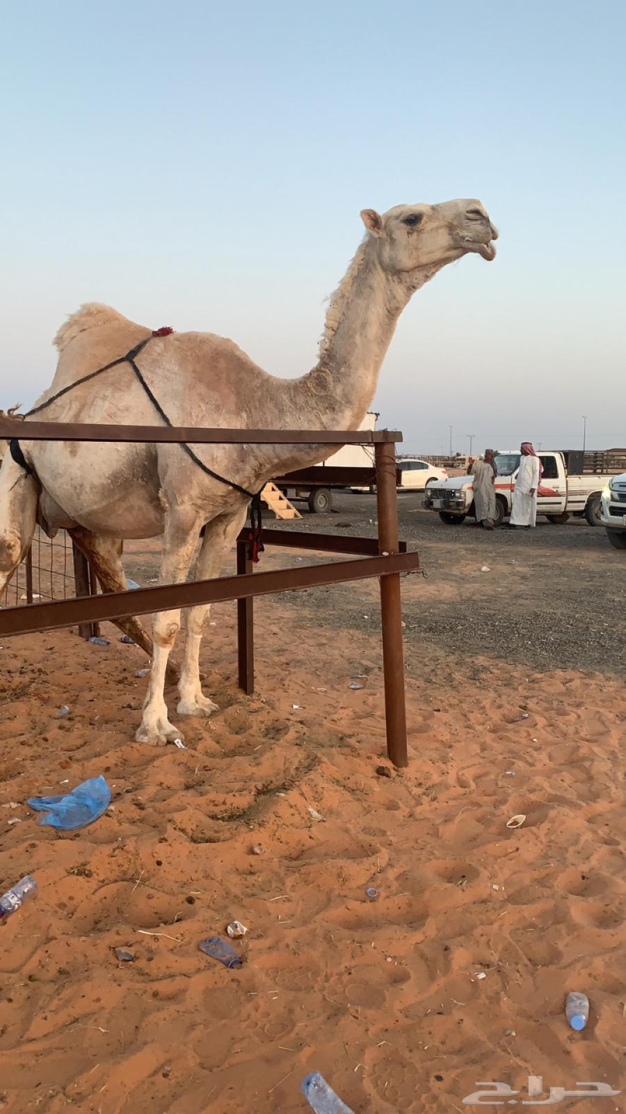 خلفه هديه ثنو تحتها بكره تم البيع63078966779139111