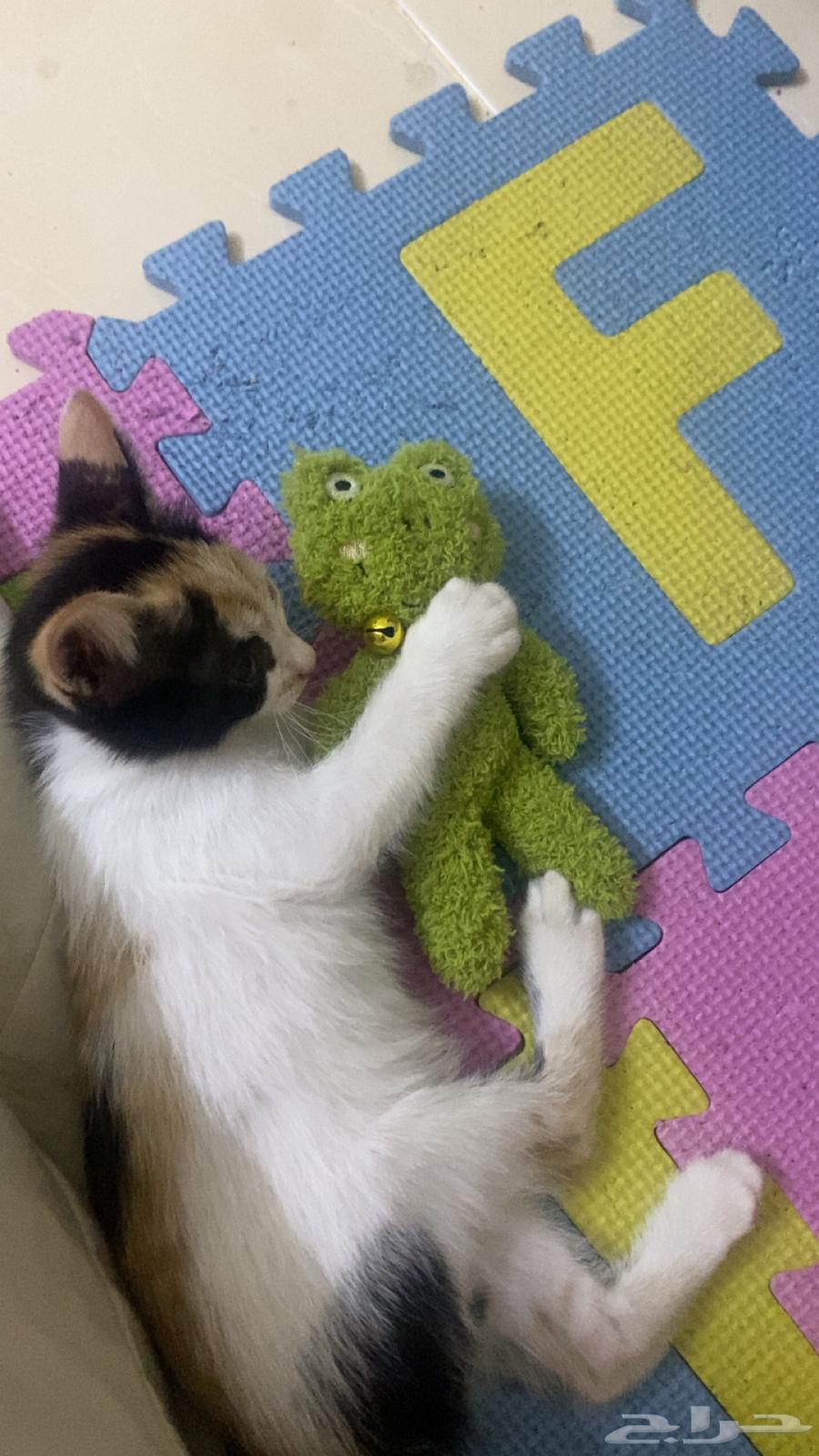 Kitten adoption in Jeddah63079399012097112