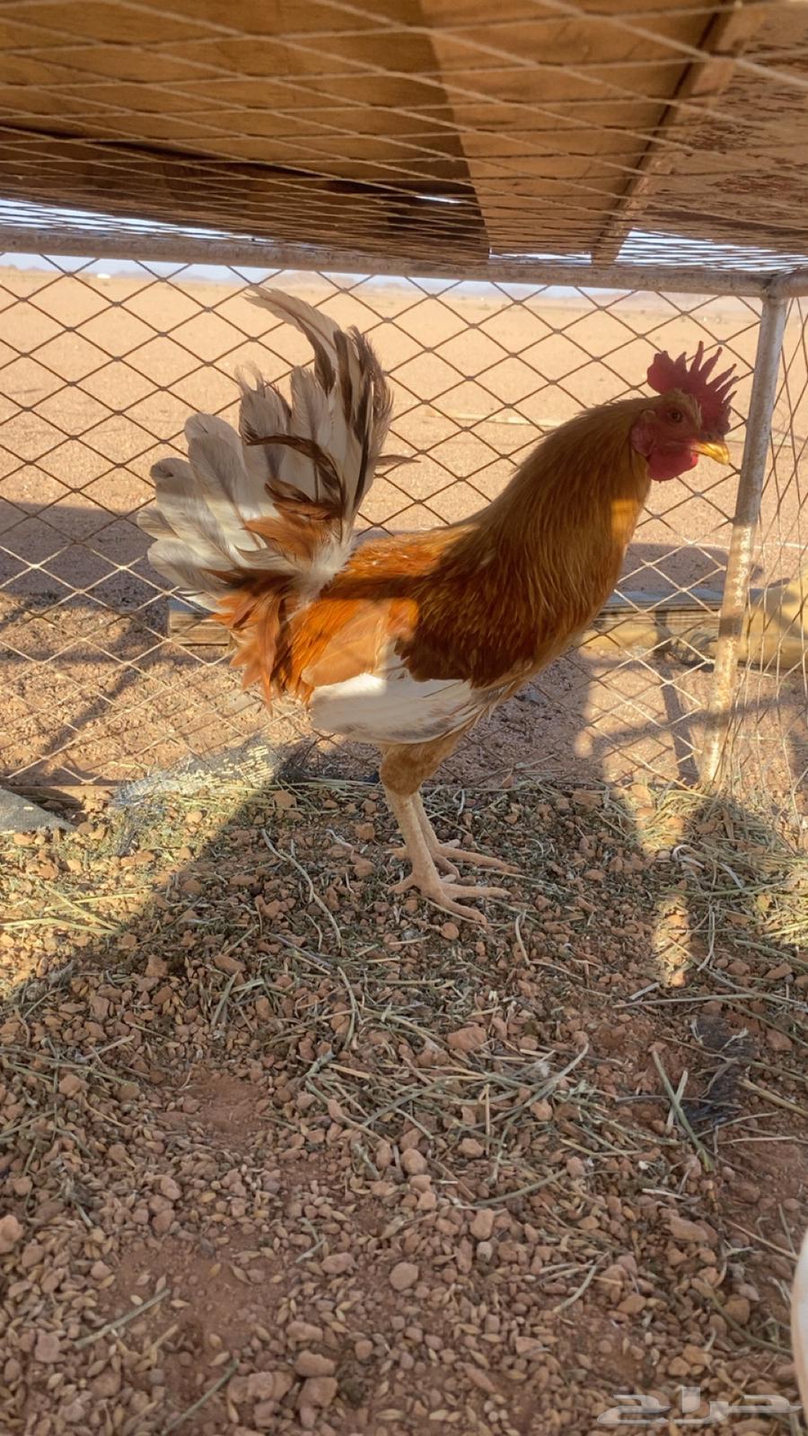 Rooster and pigeon that love63081900466561111