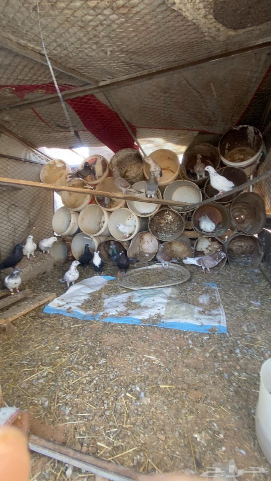 دجاج ديك وحمام اللي حاب63081900466561113