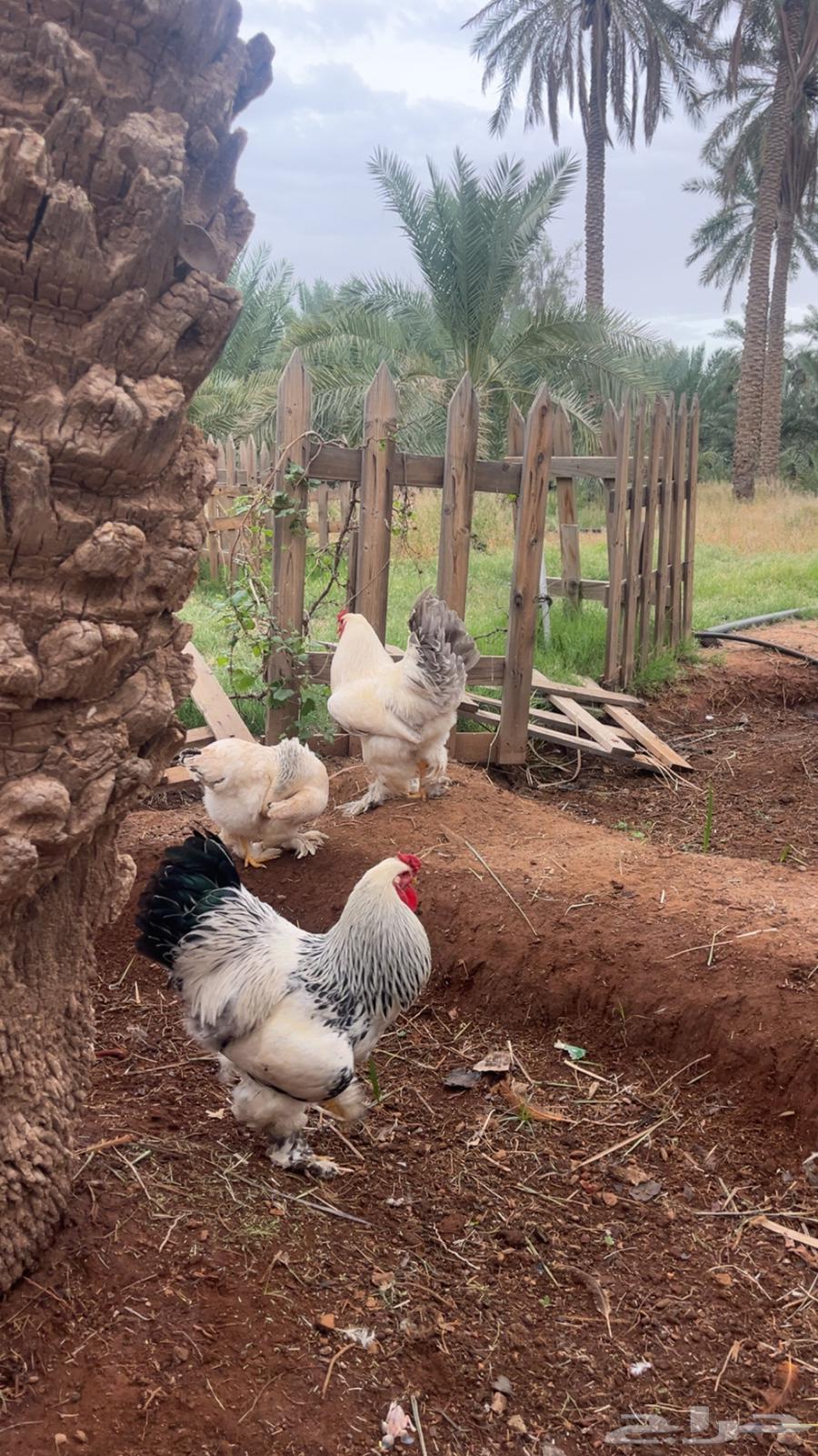 Enriched Colombian eggs63070115133058113