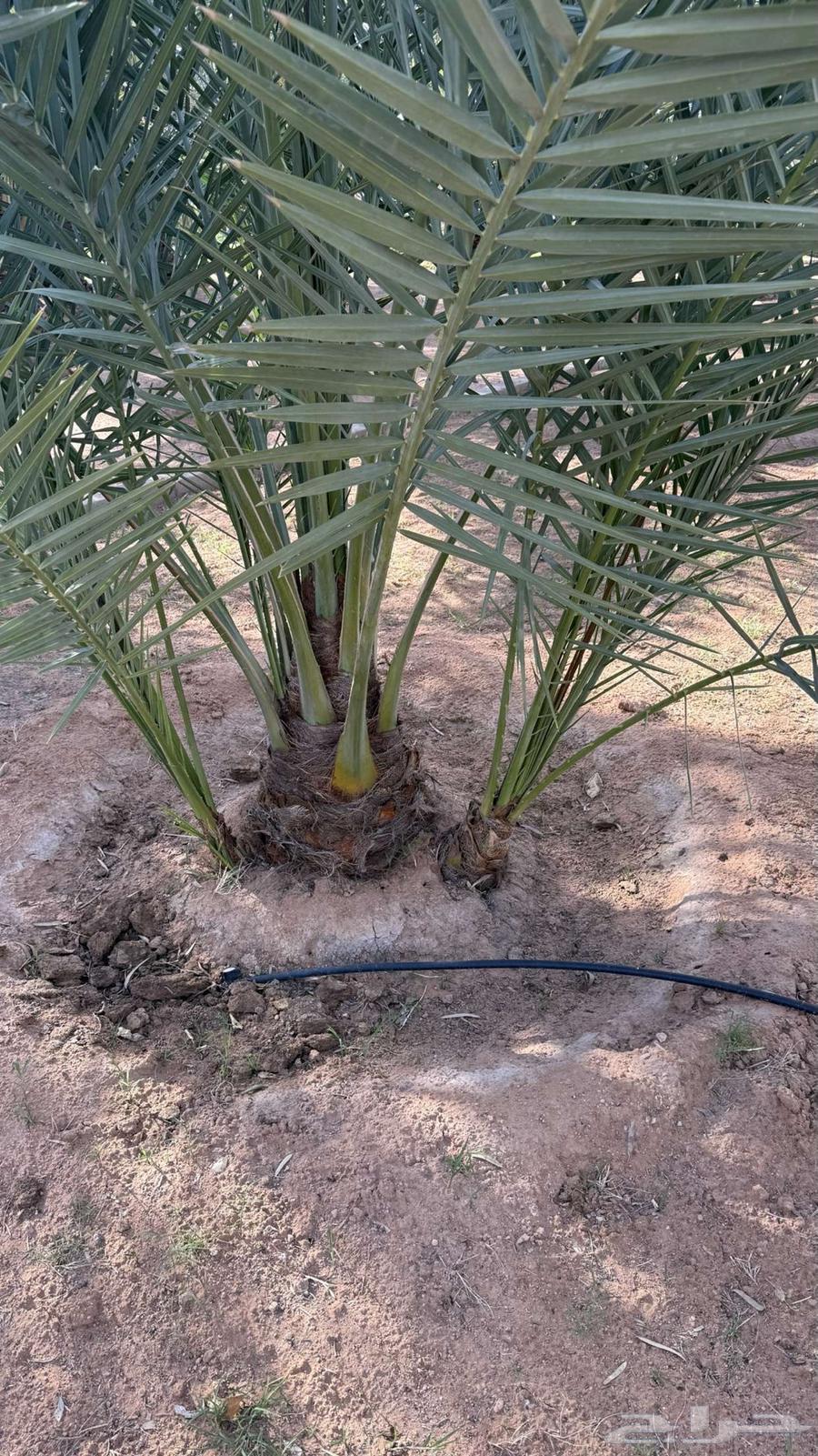 Date palms for sale630806541980171114