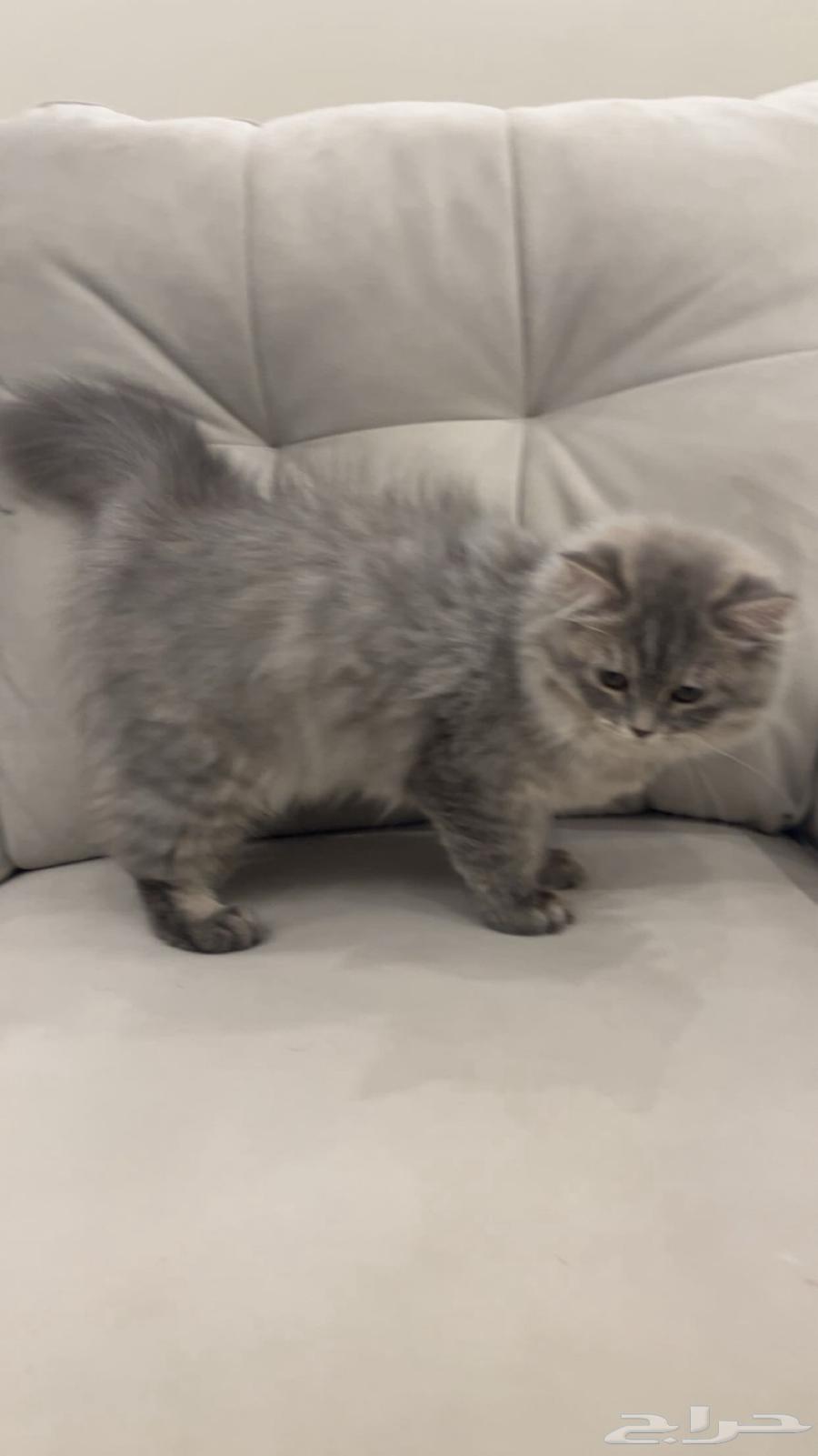 قطط للبيع63081059056769111