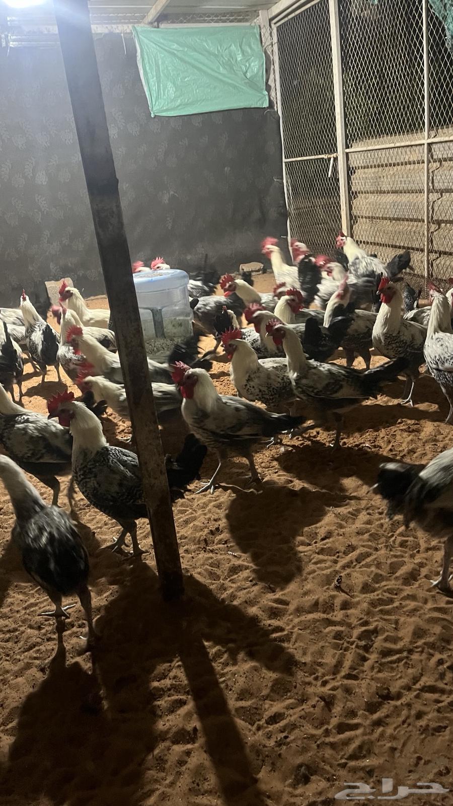 ديكة فيومي سوبر جامبو تم البيع63078147655041113