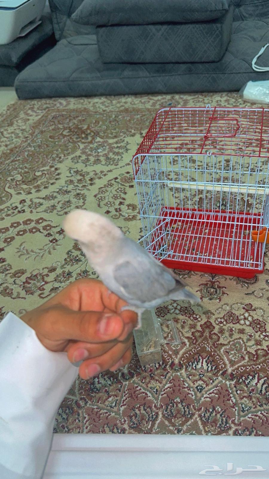 Rose parrots for sale63080208442243110