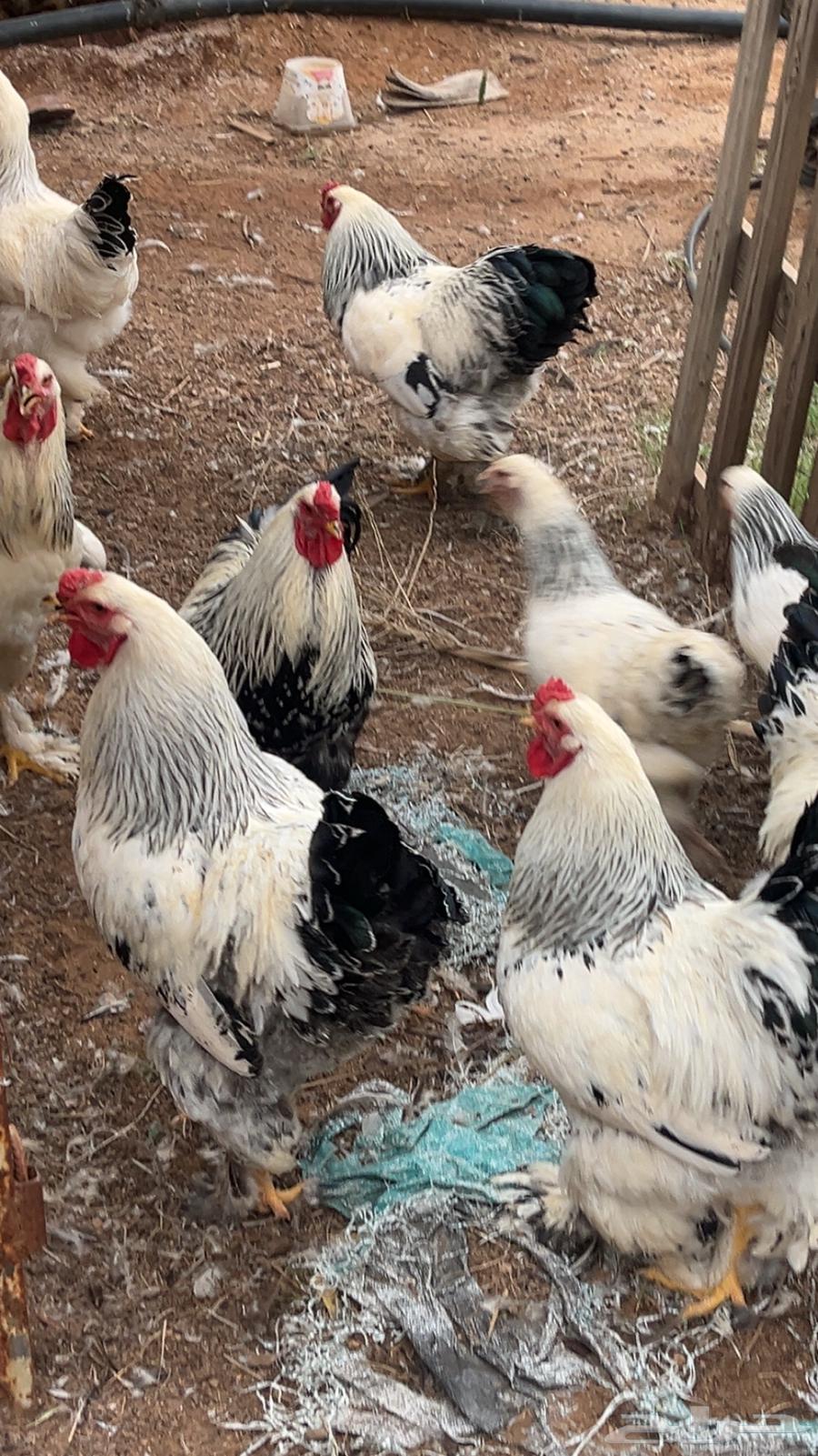 Enriched Colombian eggs63070115133058115