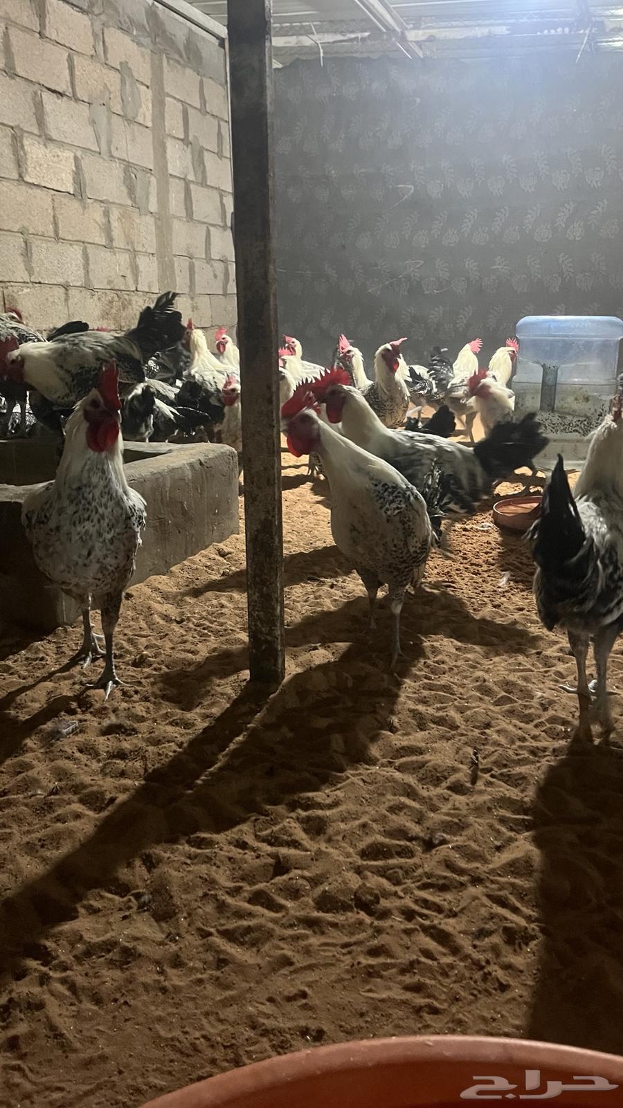 ديكة فيومي سوبر جامبو تم البيع63078147655041112