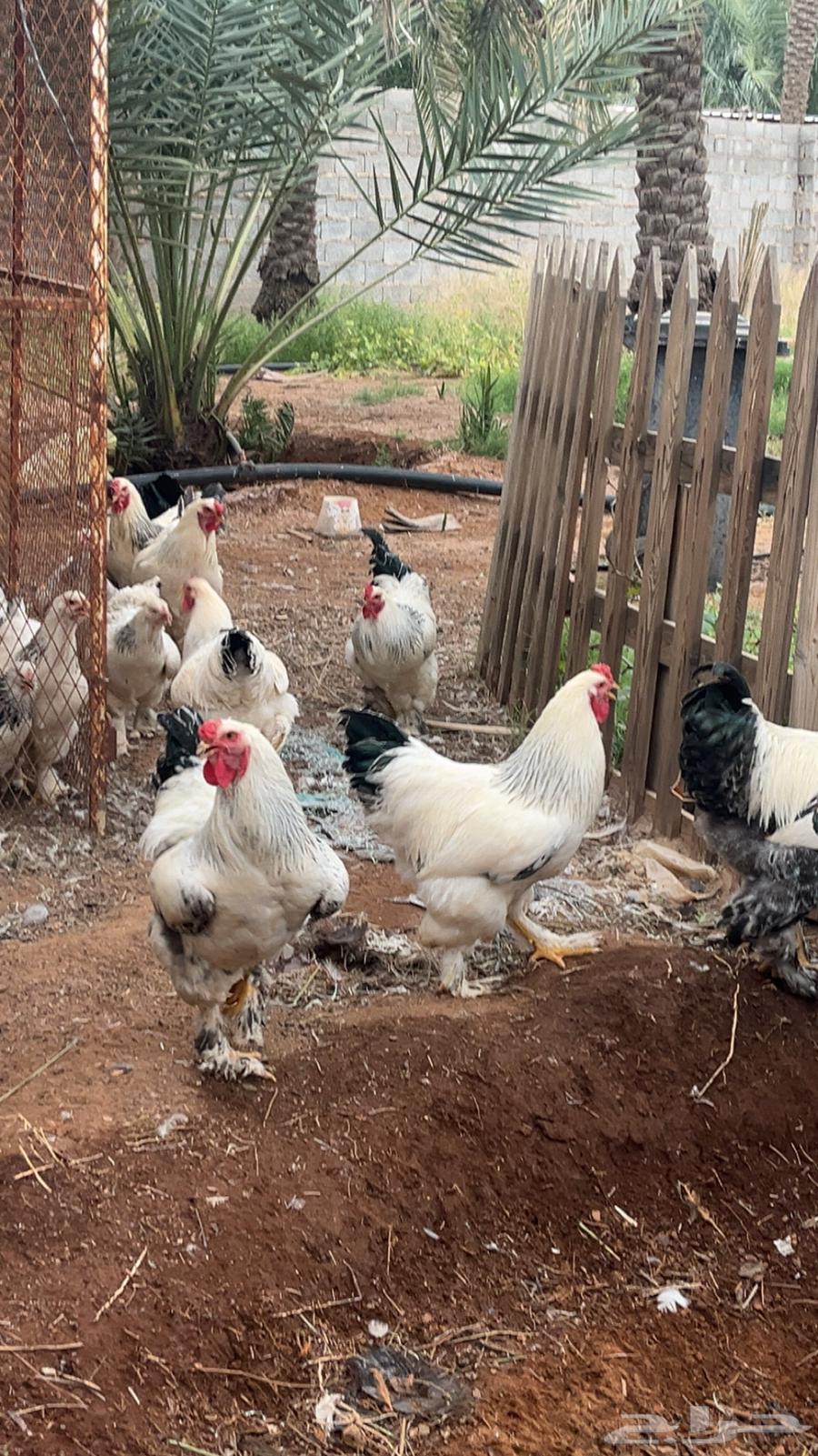 Enriched Colombian eggs63070115133058112