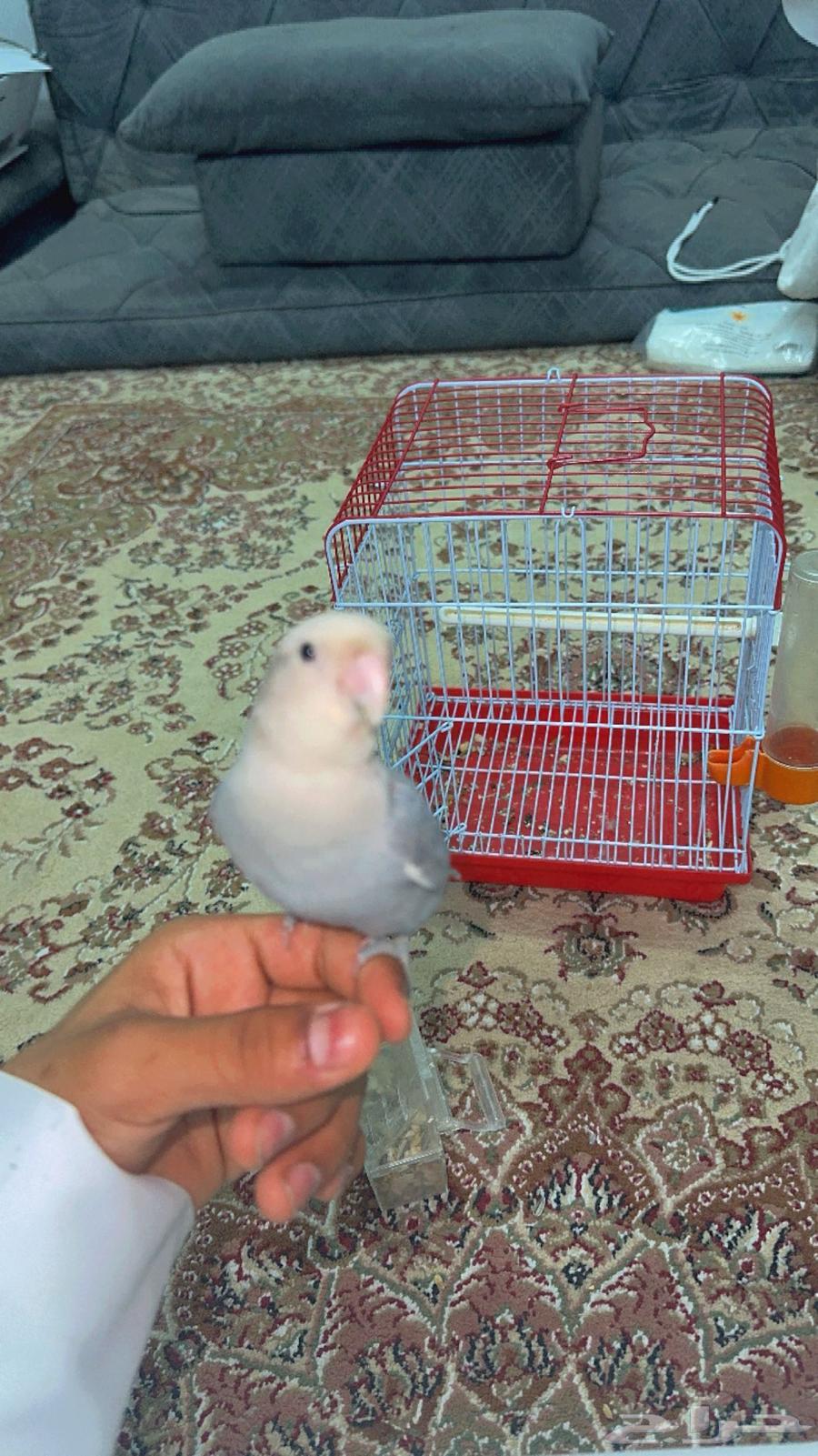بغبغاء الروز للبيع63080208442243111