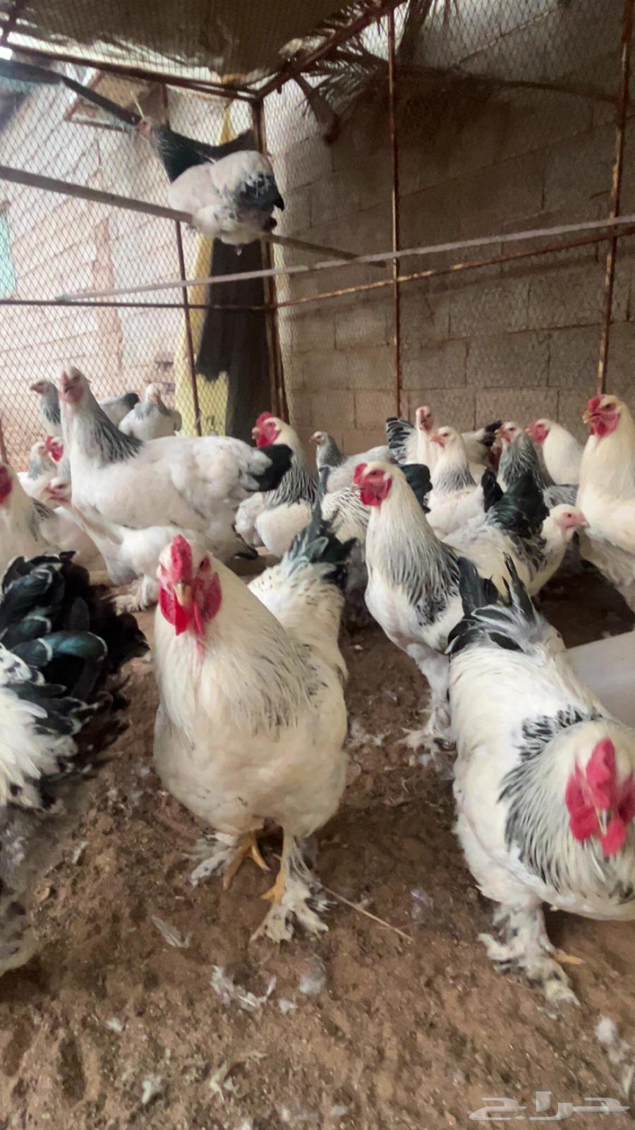 Enriched Colombian eggs63070115133058111