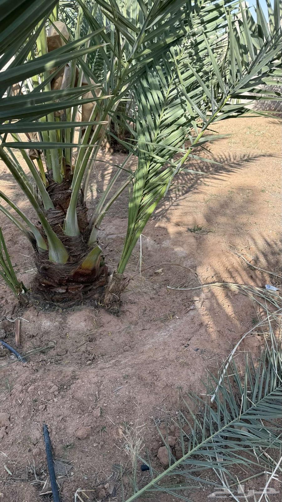 نخل للبيع63080654198017112