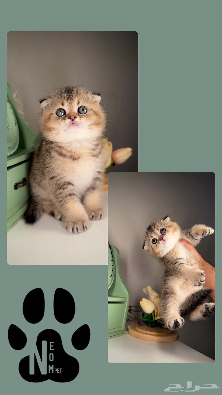 Scotia cats for sale in Al Khobar, Al Jubail, Dammam, Shiraz63079409583361112