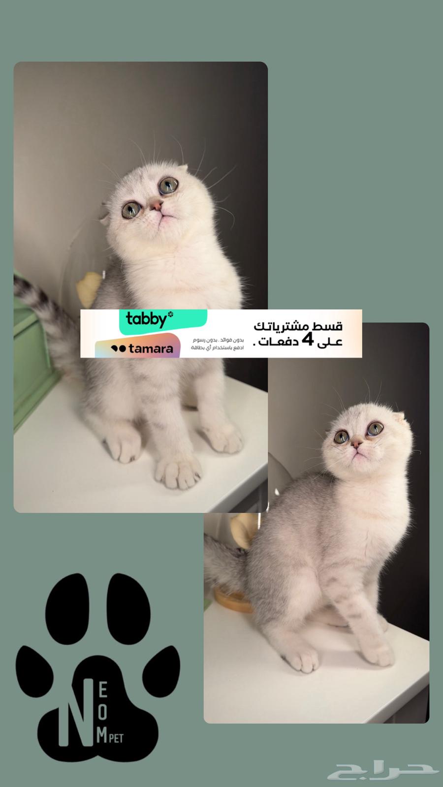 Scotia cats for sale in Al Khobar, Al Jubail, Dammam, Shiraz63079409583361111