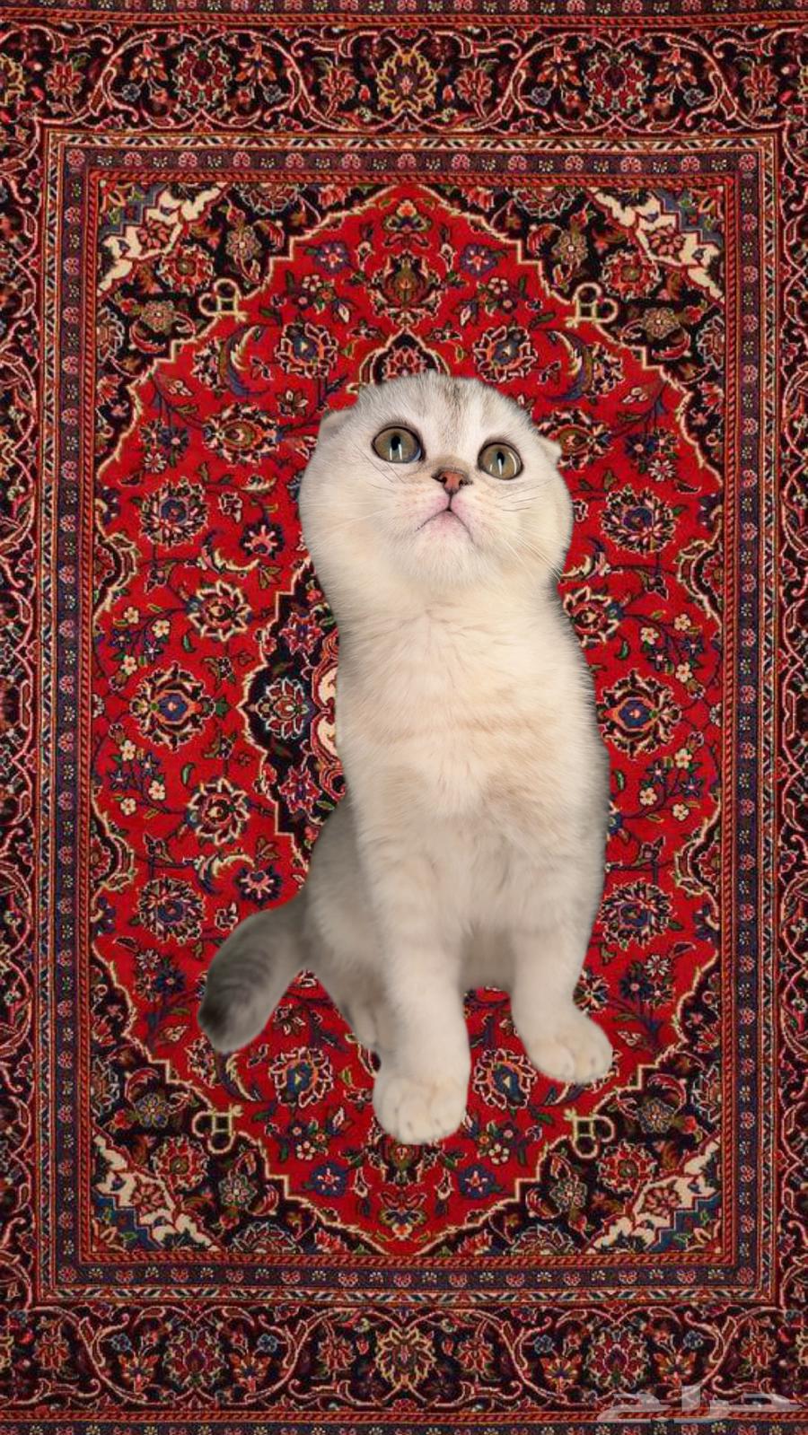 Scotia cats for sale in Al Khobar, Al Jubail, Dammam, Shiraz63079409583361110