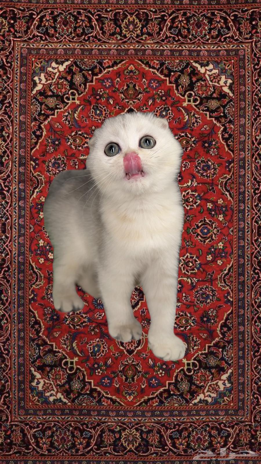 Scotch Fold Street kittens for sale small Shirazi Himalaya female male cat63078961959299110