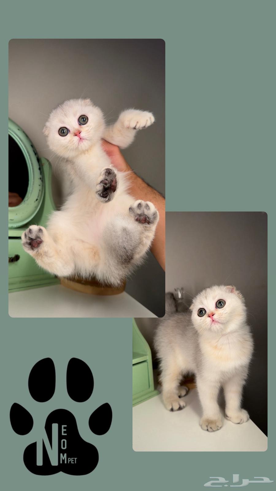 Scotia cats for sale in Al Khobar, Al Jubail, Dammam, Shiraz63079409583361113