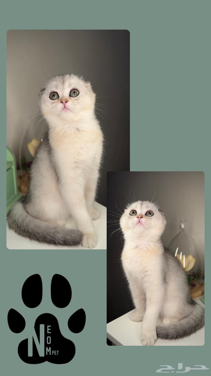Scotch Fold Street kittens for sale small Shirazi Himalaya female male cat63078961959299113