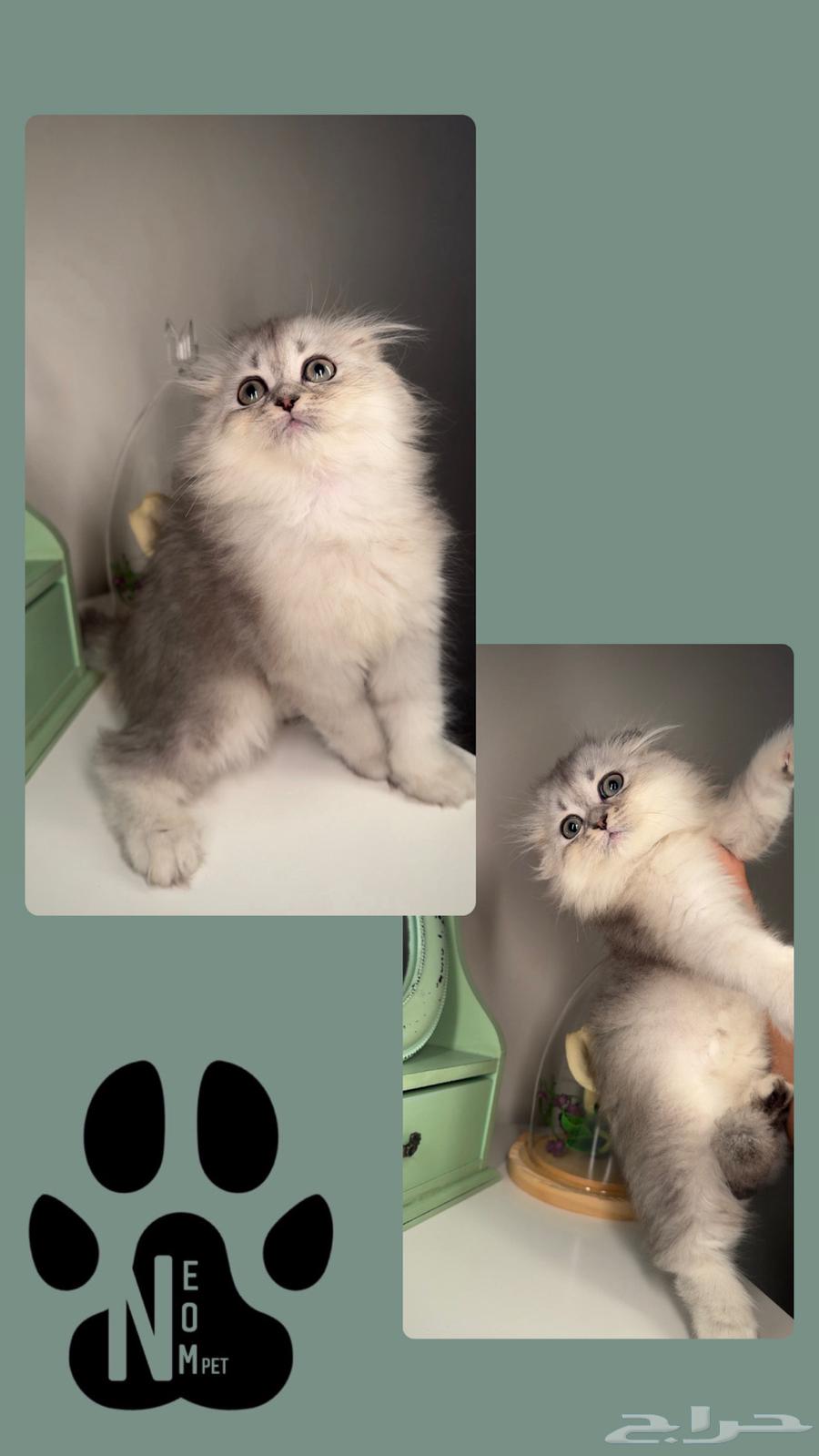 Scotch Fold Street kittens for sale small Shirazi Himalaya female male cat63078961959299114