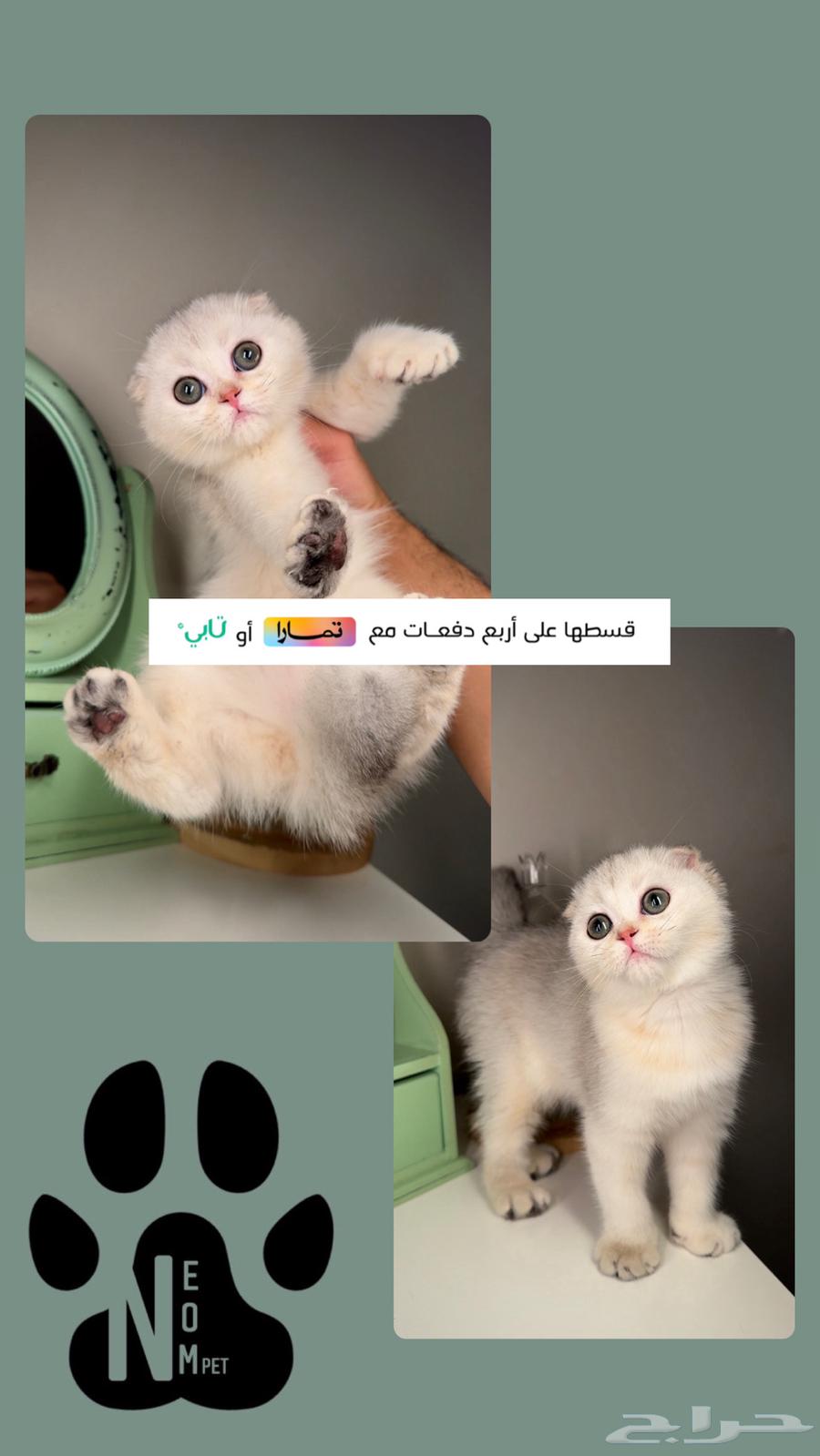 Scotch Fold Street kittens for sale small Shirazi Himalaya female male cat63078961959299111