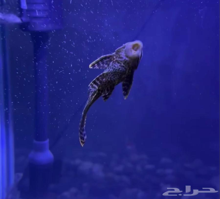 Fish tank with complete equipment, clean and used like new63078961227265111