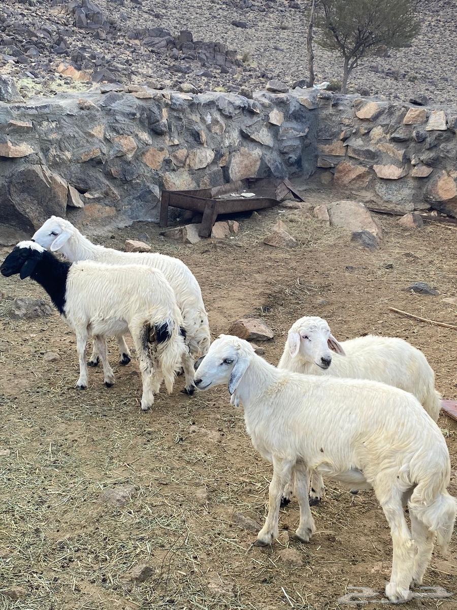 Slaughterhouses for sale63078945047427110