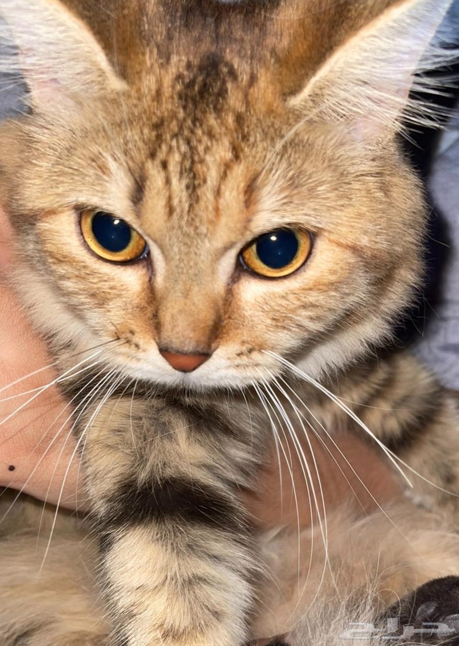 Cats, cat, type, easy, rare type63080611495299111